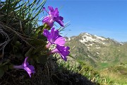 24 Primula irsuta (Prmula hirsuta) con vista verso il Ponteranica
